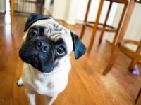 Myth buster: do weekly repayments pay off an offset loan faster?