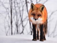 Don’t get outfoxed: a quick guide to property valuations