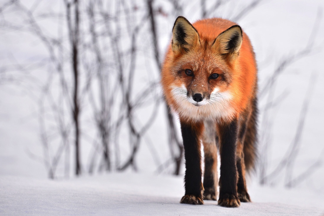 Don’t get outfoxed: a quick guide to property valuations